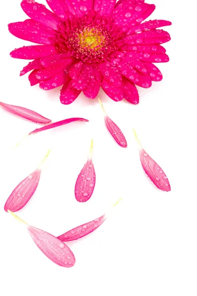 Gerbera rosa isolado em branco — Fotografia de Stock