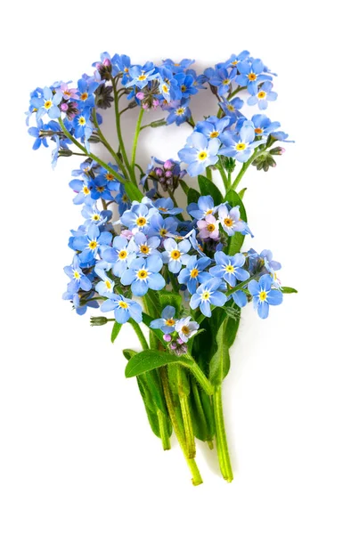 Taze mavi demet beni unutun çiçek değil — Stok fotoğraf