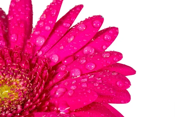 Růžová gerbera izolovaná na bílém Stock Obrázky