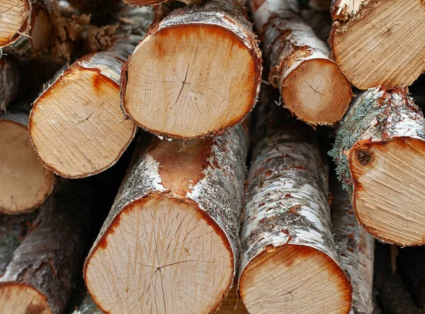 Tronchi di albero appena tagliati impilati — Foto Stock