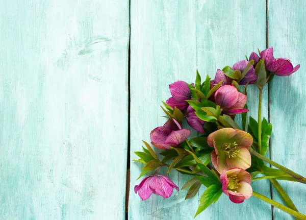 Flor del helleborus en la superficie de madera — Foto de Stock