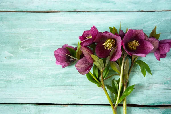 Flor del helleborus en la superficie de madera — Foto de Stock