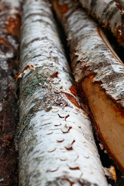 Troncos de árboles recién picados apilados — Foto de Stock