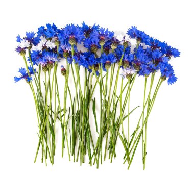 Mavi Cornflower Ot beyaz izole