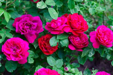 bir bahçede büyüyen güzel gül çalılar