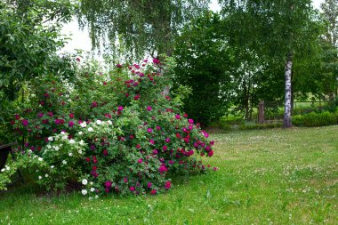 bir bahçede büyüyen güzel gül çalılar