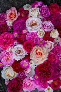 pembe, kırmızı, mor ve beyaz gül arka plan