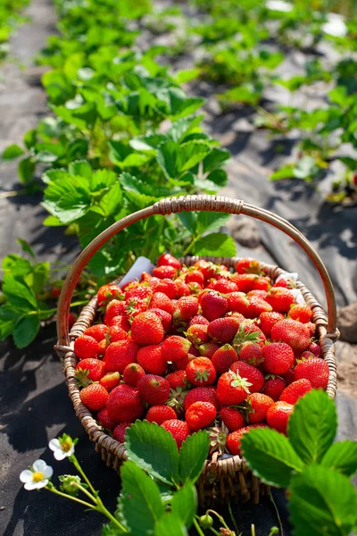 Growing organic strawberries on a sunny summer day — Stock Photo, Image