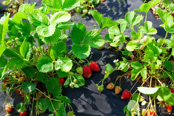 Cultivar fresas orgánicas en un día soleado de verano — Foto de Stock