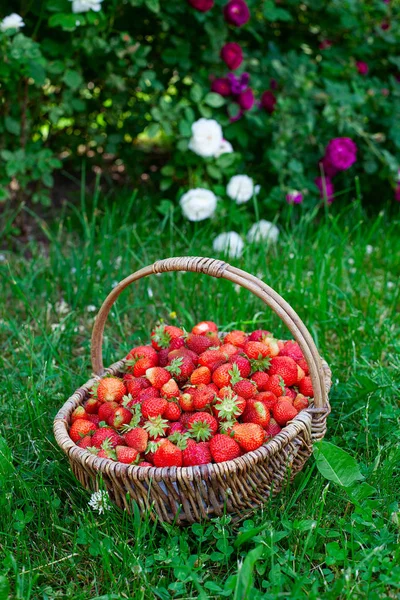 Cesta llena de fresas en un hermoso jardín —  Fotos de Stock