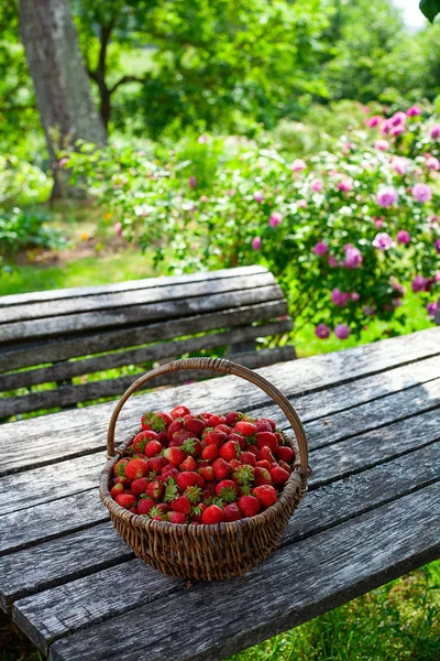 Panier plein de fraises dans un beau jardin — Photo