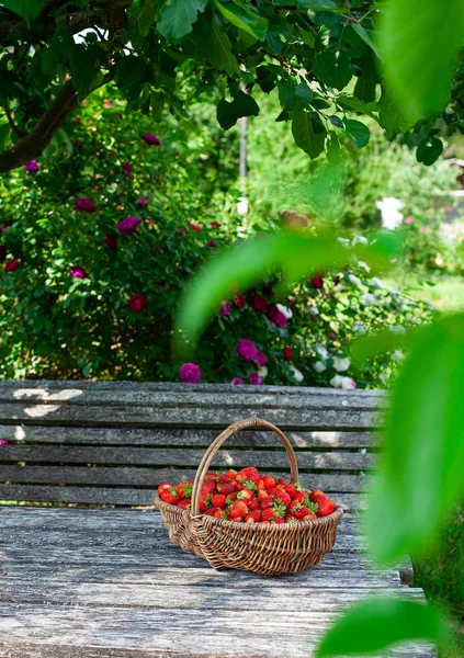 Cesto pieno di fragole in un bellissimo giardino — Foto Stock