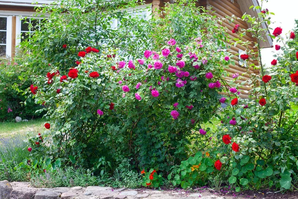 Bir bahçede büyüyen güzel gül çalılar — Stok fotoğraf