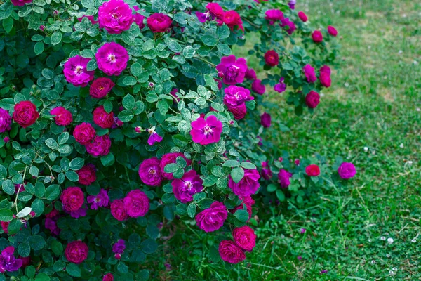 Growing beautiful rose bushes in a garden — Stock Photo, Image