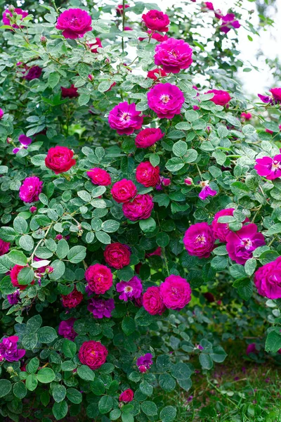 Crescendo bei cespugli di rose in un giardino — Foto Stock