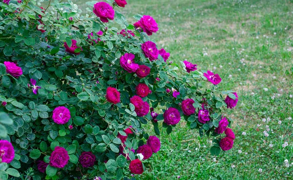 Growing beautiful rose bushes in a garden — Stock Photo, Image