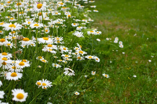 Margherite fiore prato, concetto di giardinaggio — Foto Stock