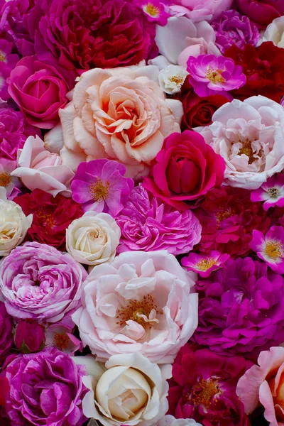 Roze, rood, violet en witte rozen achtergrond — Stockfoto