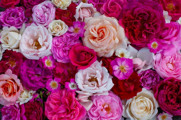 Rosa, rojo, violeta y blanco rosas fondo — Foto de Stock