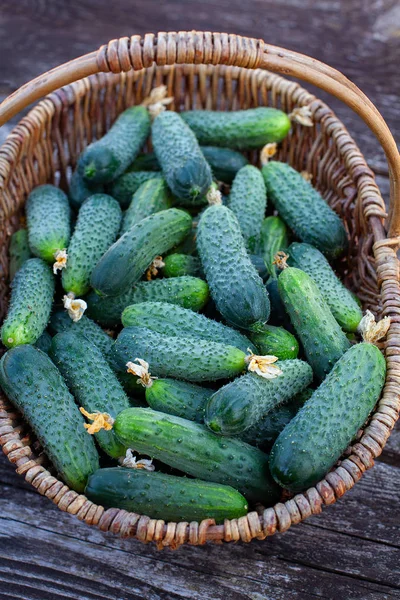 Fresh cucumbers on a dark wooden surface — Stock Photo, Image