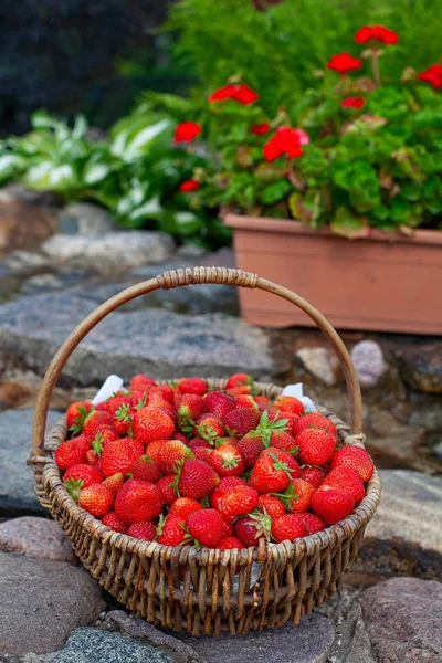 Cesta llena de fresas en un hermoso jardín —  Fotos de Stock