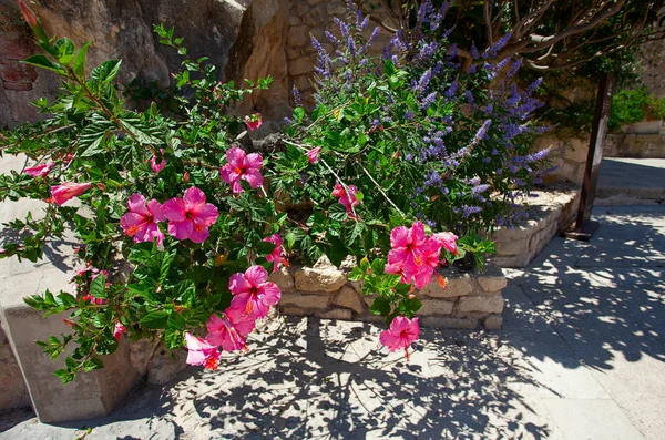 Hibiscus kwiat piękny różowy uprawa — Zdjęcie stockowe