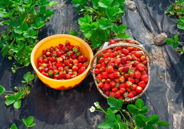 güneşli bir yaz gününde organik çilek büyüyen