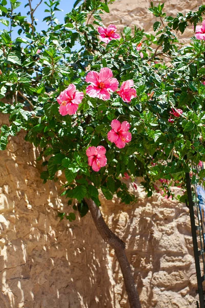 Ροζ Ιβίσκος λουλούδι που αναπτύσσεται δίπλα στον τοίχο — Φωτογραφία Αρχείου