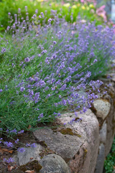 Lavendel struik die op een stenen muur groeit — Stockfoto