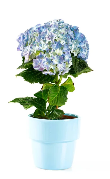 Květina modrá hortenzie, izolované na bílém — Stock fotografie