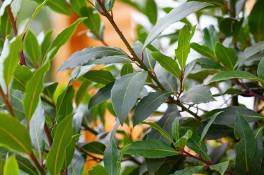 defne yaprağı bir tencerede büyüyen