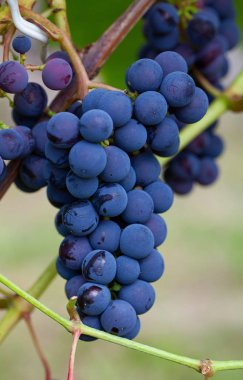 Asma üzerinde üzüm yetiştirme