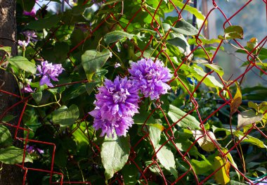 Clematis çiçek bahçede çiçek açtı