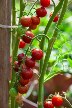 olgun domates yeşil evde büyüyen