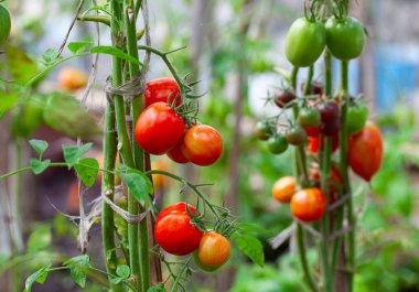 olgun domates yeşil evde büyüyen