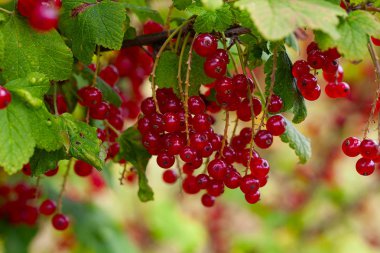 branch of red currant growing clipart