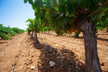 İspanya'da yetişen yeşil üzüm
