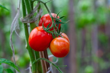 olgun domates yeşil evde büyüyen