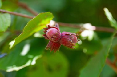 red hazelnuts clipart