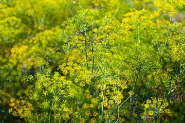bir yaz gününde büyüyen dereotu çiçekleri