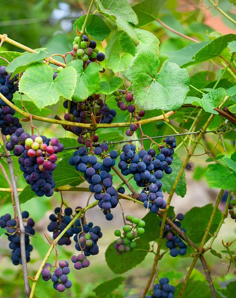 Cultiver des raisins sur la vigne — Photo