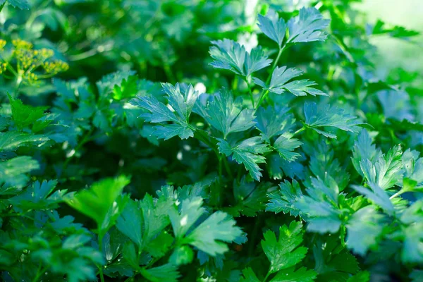 Parsley growing in garden — Stock Photo, Image