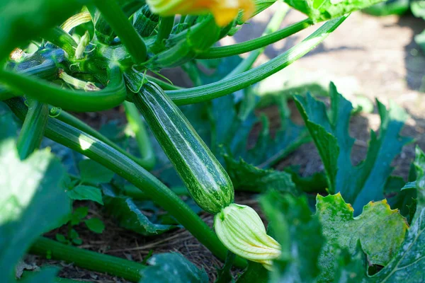 Zuchini bonita crescendo no jardim — Fotografia de Stock