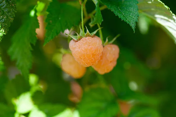 Framboises jaunes mûres sur un buisson — Photo