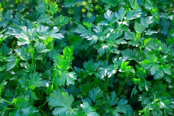 El perejil crece en el jardín — Foto de Stock