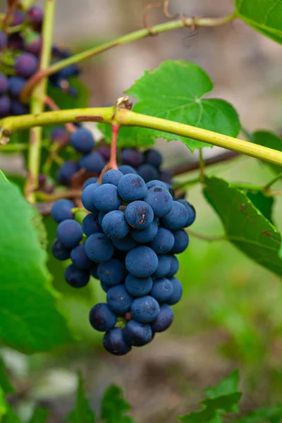 Cultiver des raisins sur la vigne — Photo