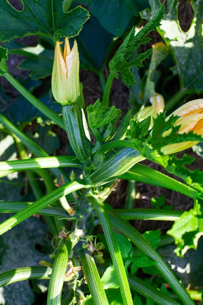 Beautiful zuchini growing in garden — Stock Photo, Image