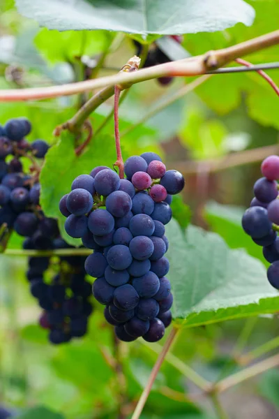 Cultiver des raisins sur la vigne — Photo