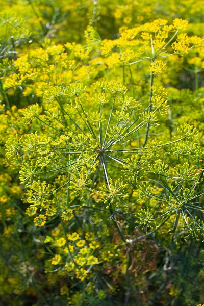 dill flowers growing on a summer day