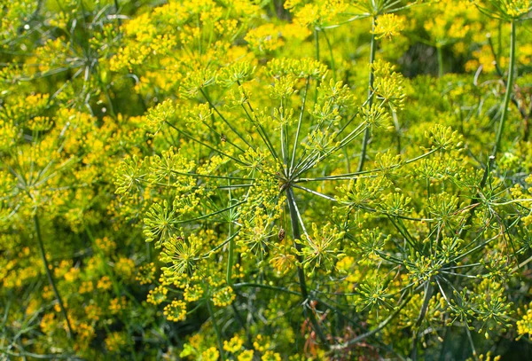 Dill flowers growing on a summer day — Stock Photo, Image